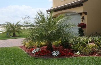 manicured lawn and plants in front of a house