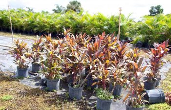 plants in pots ready for installation