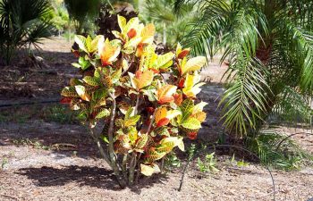 landscaping plants