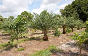 landscaping plants