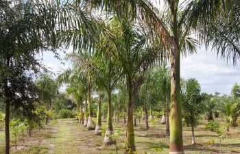 landscaping plants