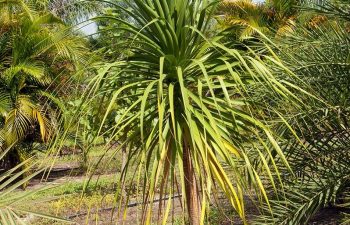 landscaping plants