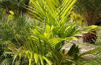 landscaping plants