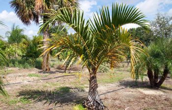 landscaping plants