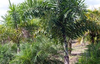 landscaping plants