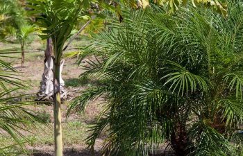 landscaping plants