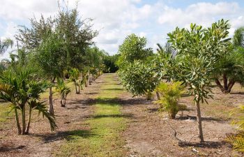 landscaping plants