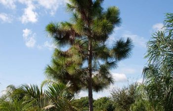 landscaping plants