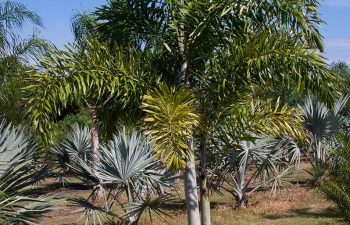 landscaping plants