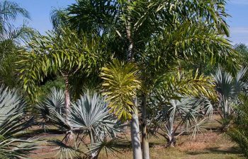 landscaping plants