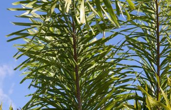 landscaping plants