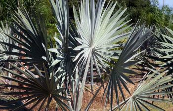 landscaping plants