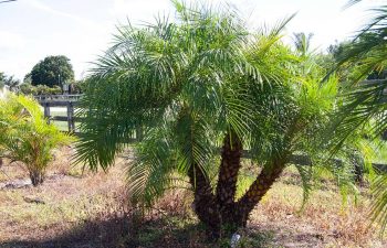 landscaping plants