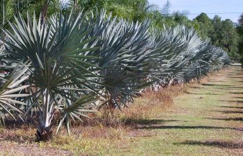 landscaping plants