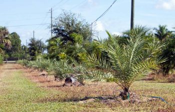 landscaping plants