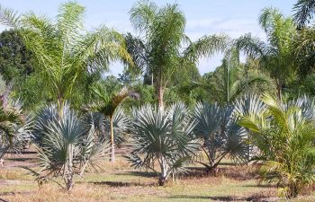 landscaping plants