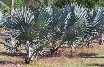 landscaping plants