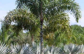 landscaping plants