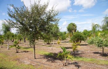 landscaping plants