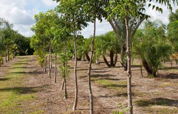 landscaping plants