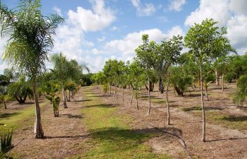 landscaping plants