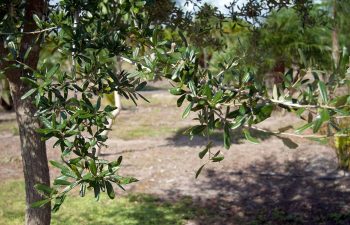 landscaping plants