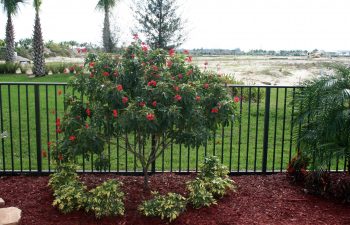 landscaping plants installed by a fence