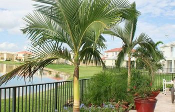 landscaped backyard with swimming pool