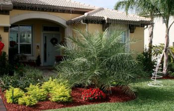 landscaped front yard