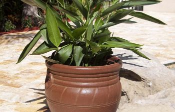 plant in a pot on paver patio