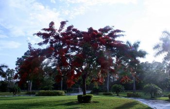 big tree with red leaves