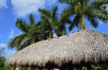 tiki roof