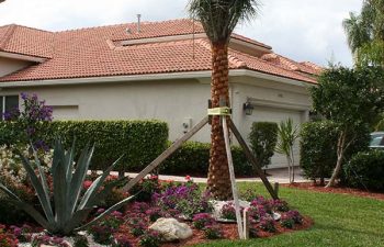 landscaped backyard