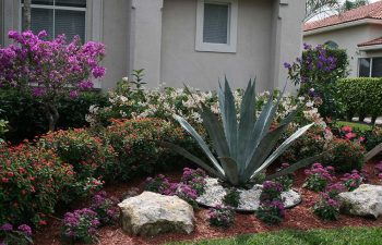 landscaped front yard