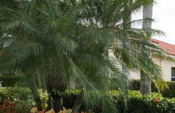 landscaped front yard